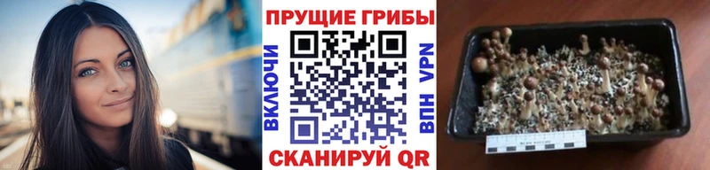 Купить  Оханск  Псилоцибиновые грибы ЛСД 